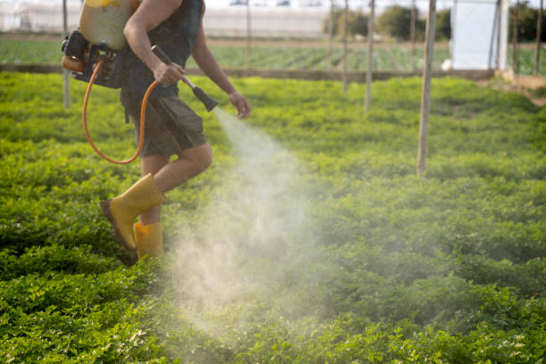 Best Wasp Removal Services  in Clark, SD