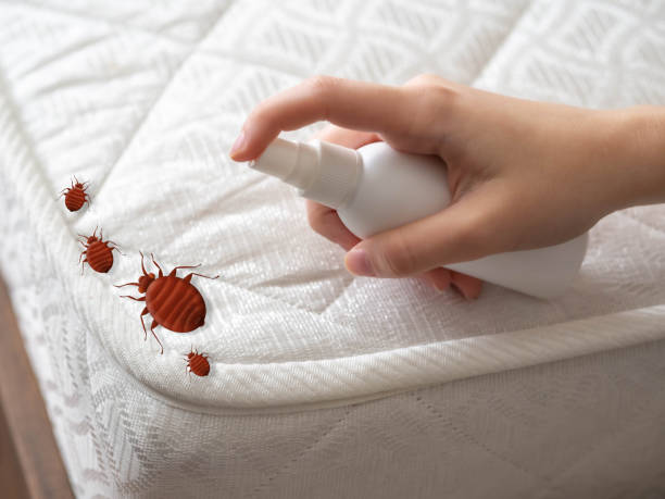 Best Termite Control Services  in Clark, SD