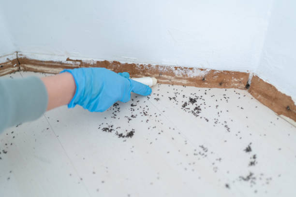 Best Mosquito Control Services  in Clark, SD